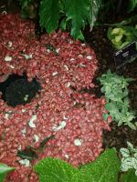 Albums/20200303-Kew Gardens/35